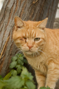 Close-up of a cat looking away