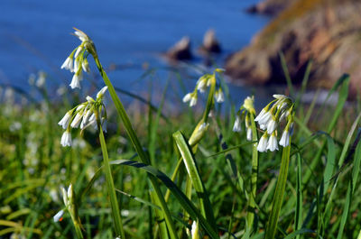 Close-up of white flowering plants on land