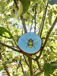 Low angle view of information sign hanging on tree