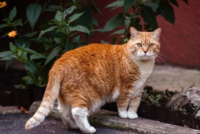 Portrait of a red cat