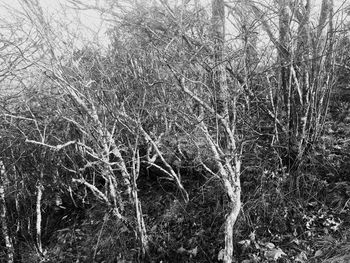 Bare trees on grassy field