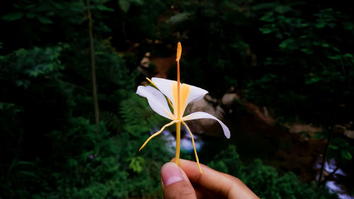 Hand holding small flower