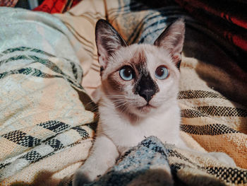 Portrait of cat relaxing on bed at home