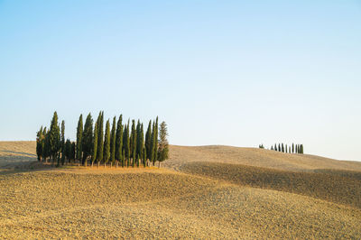 Scenic view of agricultural field against clear sky