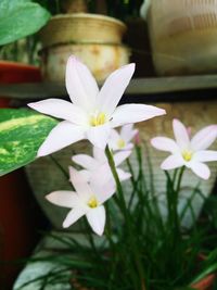 Close-up of white flowers