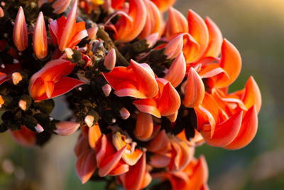 Bastard teak flower bloom in india