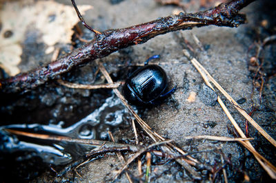 Close-up of insect on a land