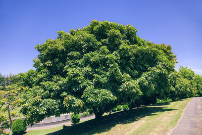 Road amidst trees against clear blue sky