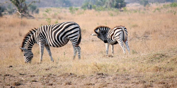 Zebras on a field