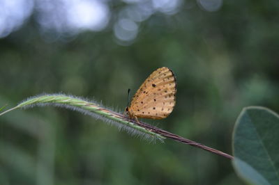 Close-up of butterfly on plant