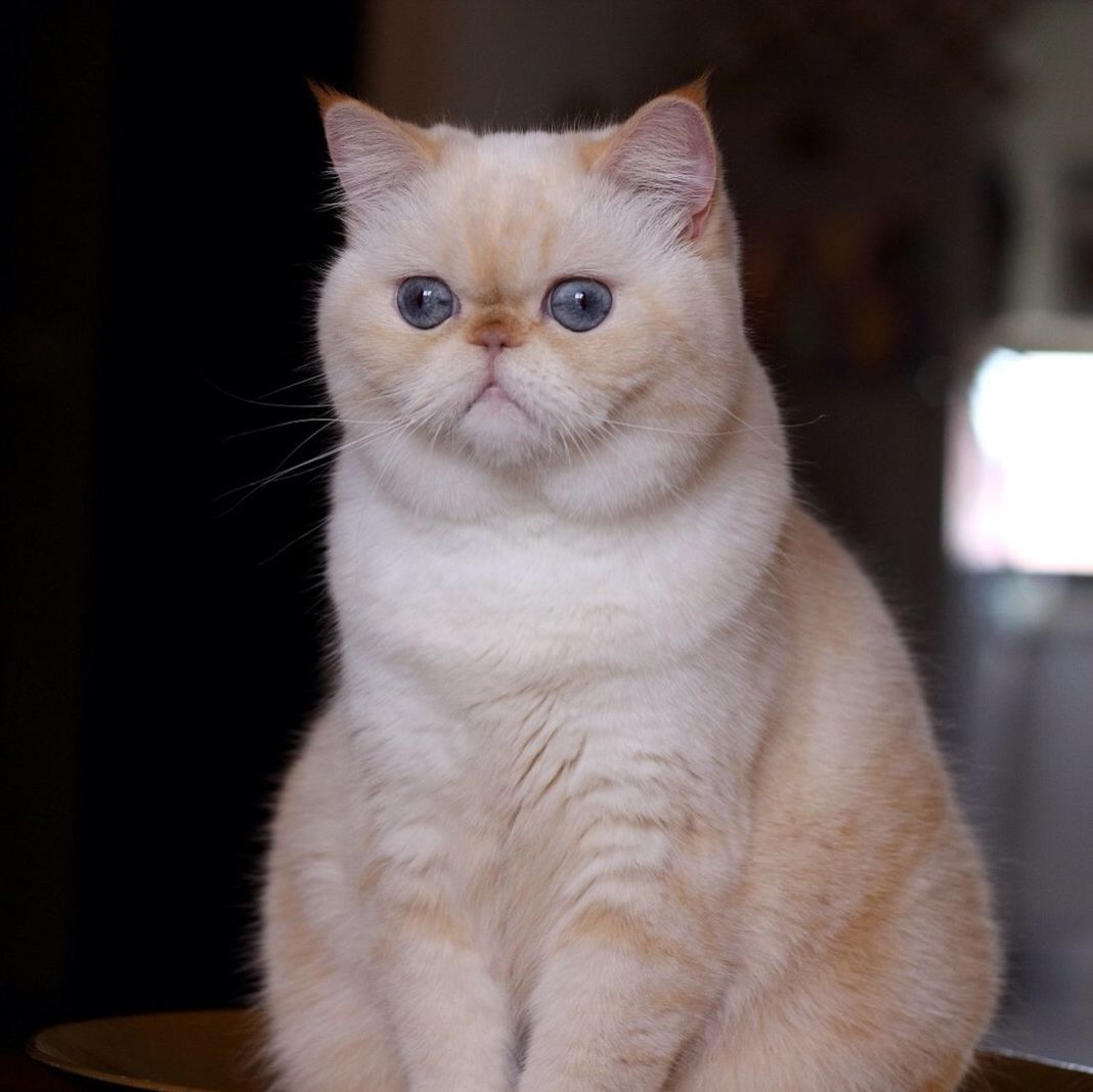 domestic cat, cat, pets, domestic animals, indoors, one animal, feline, animal themes, whisker, mammal, close-up, home interior, looking away, sitting, portrait, focus on foreground, animal head, alertness, relaxation