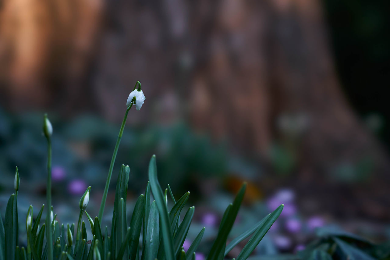 CLOSE-UP OF FLOWERING PLANT