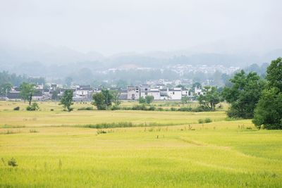 Scenic view of agricultural field by houses against sky