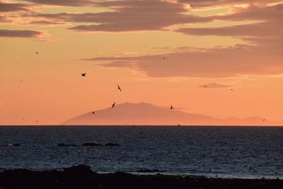 Silhouette birds flying over sea against sky during sunset