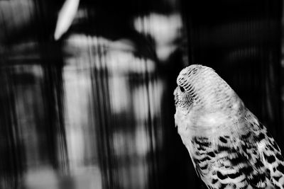 Close-up of a bird