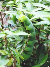Close-up of fresh green plant