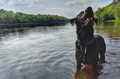 Dog in a lake