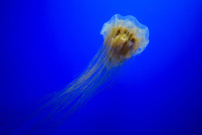 Close-up of jellyfish swimming in sea