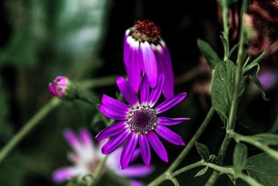 Close-up of purple flowers blooming outdoors