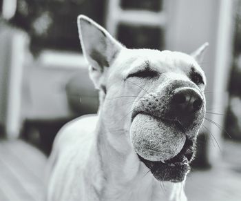 Close-up of dog outdoors