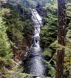 Close-up of wet trees against sky