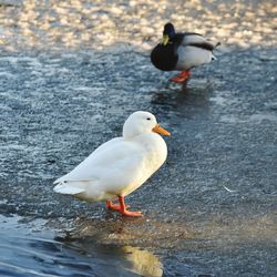 Close-up of seagull perching on lake