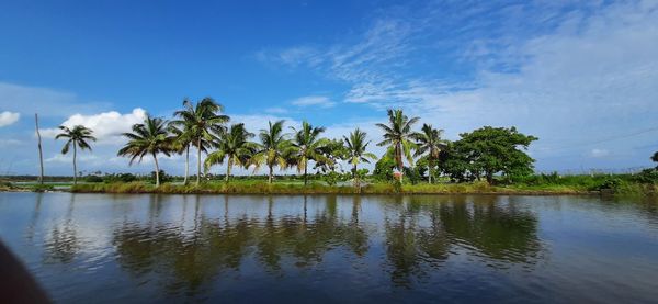 Scenic view of palm trees against sky