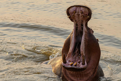 Close-up of crab on beach