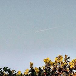 Low angle view of trees against clear blue sky