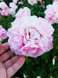 Close-up of hand holding pink flowering plant