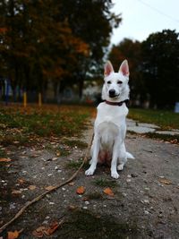 Beautiful white dog in autumn