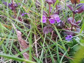 Close-up of purple flowers growing in field