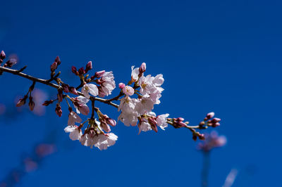 Low angle view of cherry blossom against blue sky