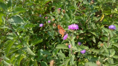 Close-up of butterfly on purple flower