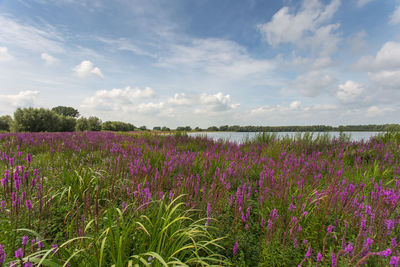 Silhouette of flowers in field