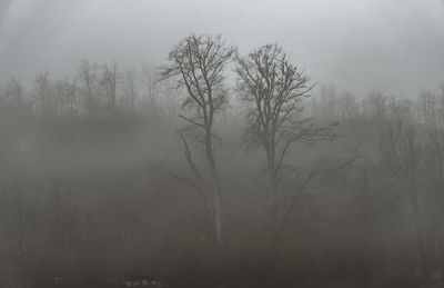 Bare trees in foggy weather
