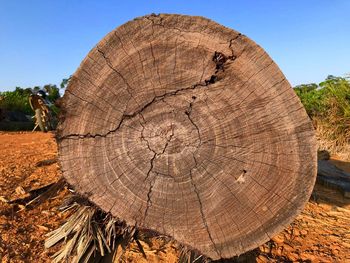 Close-up of tree stump in forest