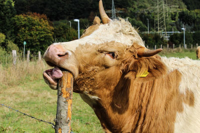 Close-up of cattle biting wooden post at farm