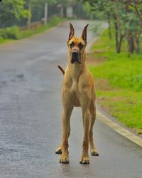 Portrait of dog by road on street