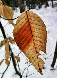 Close-up of leaves