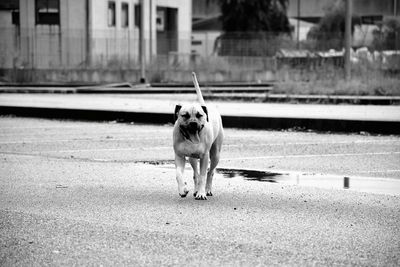 Dog walking in city