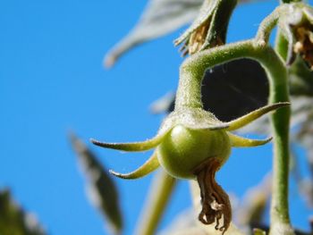 Close-up of flowering plant against blue sky