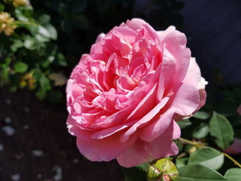 Close-up of pink rose