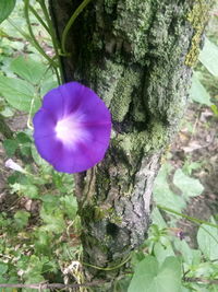 Close-up of purple flower on tree trunk
