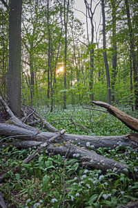 Sunlight falling on trees in forest