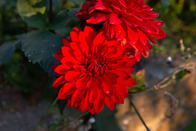 Close-up of red rose flower