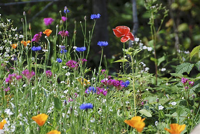 Close-up of poppy flowers