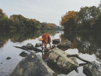 View of a horse in lake