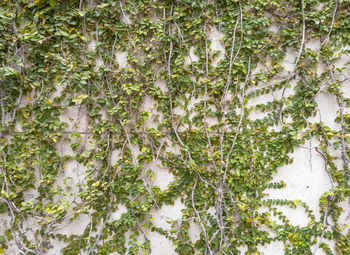 Full frame shot of ivy growing on tree