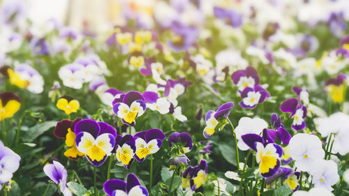 Close-up of fresh purple flowers in field